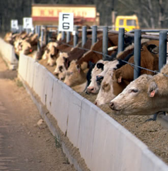 biosecurity risk management